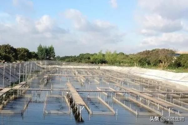 龍魚溫度低會死嗎為什么：探秘龍魚生存之謎，低溫挑戰下的生死邊界