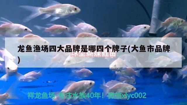 養薩伊藍魚缸要求多大的水位 養薩伊藍魚缸要求多大的水位呢 黃金貓魚百科 第2張 養薩伊藍魚缸要求多大的水位 養薩伊藍魚缸要求多大的水位呢 養薩伊藍魚缸要求多大的水位 養薩伊藍魚缸要求多大的水位呢 黃金貓魚百科 第2張