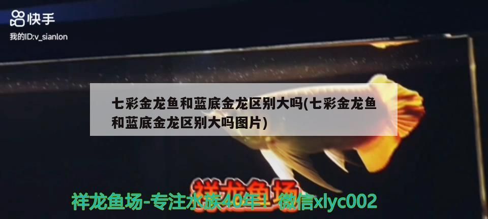 養薩伊藍魚缸要求多大的水位 養薩伊藍魚缸要求多大的水位呢 黃金貓魚百科 第1張 養薩伊藍魚缸要求多大的水位 養薩伊藍魚缸要求多大的水位呢 養薩伊藍魚缸要求多大的水位 養薩伊藍魚缸要求多大的水位呢 黃金貓魚百科 第1張