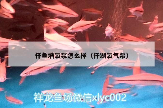 仟魚增氧泵怎么樣（仟湖氧氣泵） 仟魚增氧泵怎么樣（仟湖氧氣泵） 仟湖