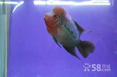 大興黃村賣觀賞魚的地方在哪(大興黃村有哪些地方可以購(gòu)買觀賞魚) 一方水族 第1張 大興黃村賣觀賞魚的地方在哪(大興黃村有哪些地方可以購(gòu)買觀賞魚) 大興黃村賣觀賞魚的地方在哪(大興黃村有哪些地方可以購(gòu)買觀賞魚) 一方水族 第1張