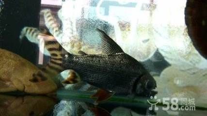 大興黃村賣觀賞魚的地方在哪(大興黃村有哪些地方可以購(gòu)買觀賞魚) 一方水族 第3張 大興黃村賣觀賞魚的地方在哪(大興黃村有哪些地方可以購(gòu)買觀賞魚) 大興黃村賣觀賞魚的地方在哪(大興黃村有哪些地方可以購(gòu)買觀賞魚) 一方水族 第3張
