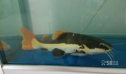 大興黃村賣觀賞魚的地方在哪(大興黃村有哪些地方可以購(gòu)買觀賞魚) 一方水族 第4張 大興黃村賣觀賞魚的地方在哪(大興黃村有哪些地方可以購(gòu)買觀賞魚) 大興黃村賣觀賞魚的地方在哪(大興黃村有哪些地方可以購(gòu)買觀賞魚) 一方水族 第4張
