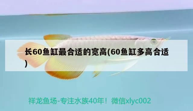 長60魚缸最合適的寬高(60魚缸多高合適)
