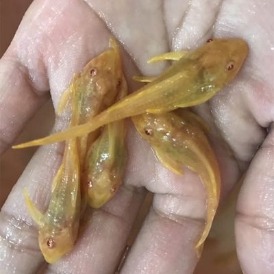 龍魚(yú)喂什么魚(yú)食最好養(yǎng)活呢：探尋龍魚(yú)喂養(yǎng)之最優(yōu)魚(yú)食，解鎖養(yǎng)活龍魚(yú)的秘密