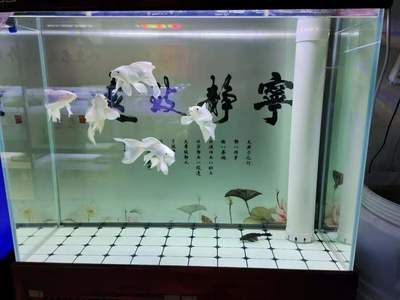 30cm的魚缸可以養(yǎng)蝴蝶鯉嗎圖片：30cm的魚缸不適合養(yǎng)蝴蝶鯉，養(yǎng)殖蝴蝶鯉需要注意什么