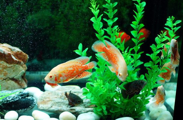 龍魚喂什么小魚比較好：龍魚喂養之小魚選擇的奧秘