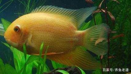 龍魚(yú)喂啥好：龍魚(yú)喂食全攻略，開(kāi)啟龍魚(yú)健康生長(zhǎng)之門(mén)