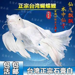 普身蝴蝶鯉魚15厘米圖片（關(guān)于普身蝴蝶鯉魚15厘米的圖片搜索結(jié)果中的信息整理）