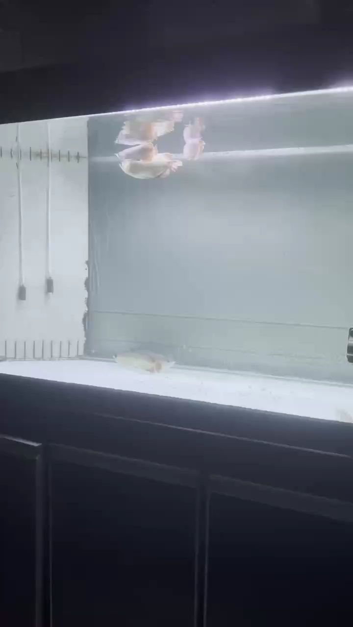 事實證明魚兒也會學習。起因新來的子彈頭（兒子起的名字）[ciya]怕被揍。吃完沒事就趴缸底避難。原來那條不會趴只躲角落里?，F在看著子彈頭趴下面挺安全的。這難兄難弟就湊一塊了[haha]