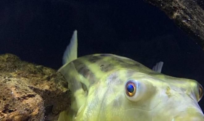 龍魚喂多少合適一天喂完食：龍魚喂養之一天喂完的考量