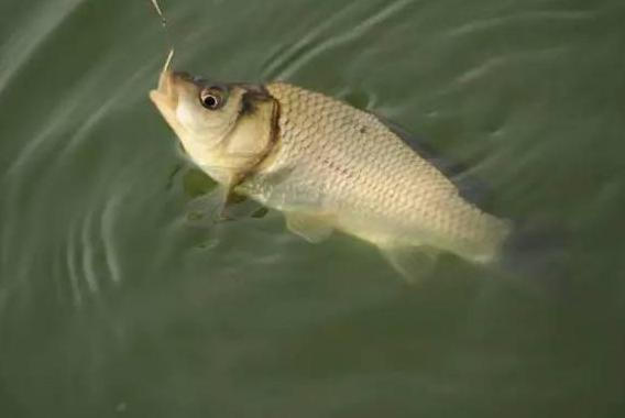 龍魚喂多少食物適合：龍魚喂食量的科學探究，多少才恰到好處？