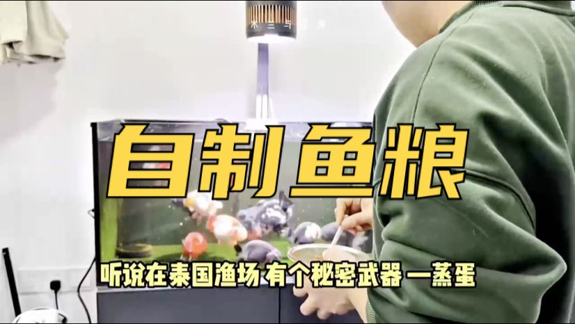第1集｜自制魚糧，木蘭教你給魚做蒸蛋
