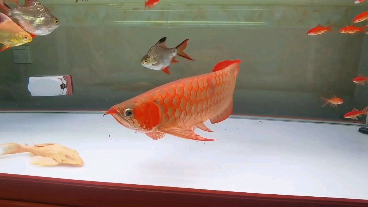 養了一年的龍魚