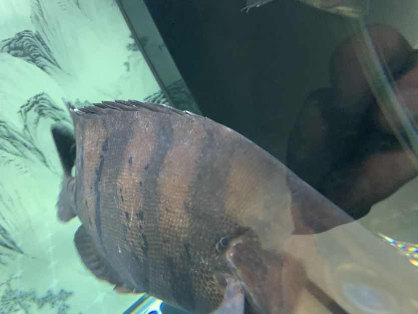 包頭觀賞魚批發市場地址在哪兒（包頭活魚批發市場在哪里）