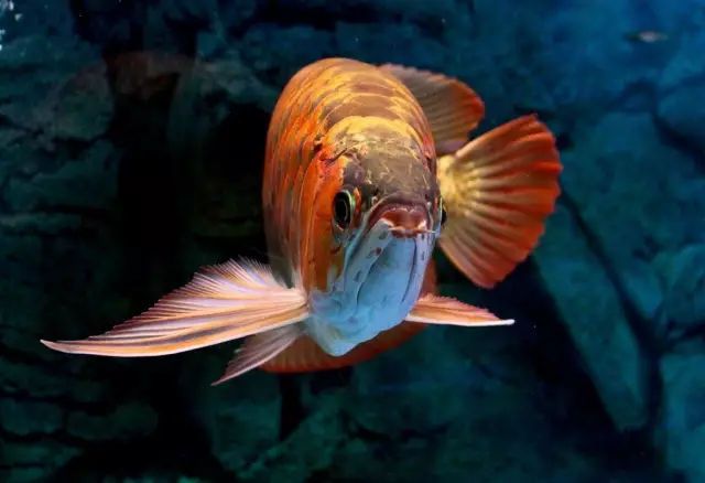 龍魚為什么叫龍魚呢：探秘龍魚之名，傳奇背后的多元由來