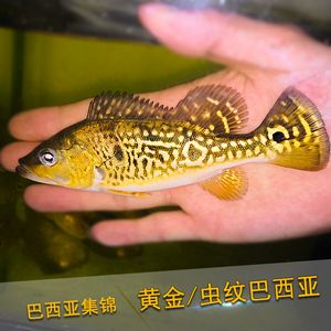 龍魚為什么會兜嘴掉眼：探秘龍魚兜嘴之謎，成因、影響與應對策略