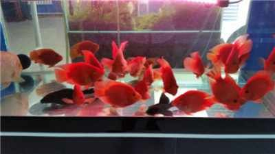 觀賞魚寄養多少錢（觀賞魚寄養費用怎么算？）