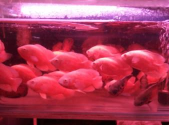 觀賞魚寄養多少錢（觀賞魚寄養費用怎么算？）