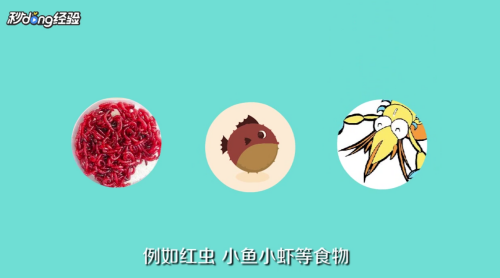 龍魚為什么會沉缸底呢：龍魚沉缸底之謎，探尋水下精靈的異常信號