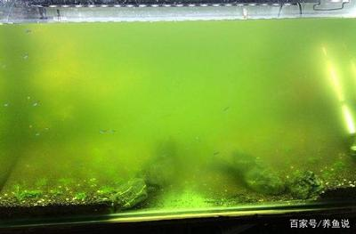 龍魚為什么好養活呢：探秘龍魚好養活的奧秘