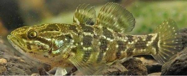 龍魚為什么貴一些呢：探秘龍魚高價背后，珍稀、美學與文化共舞