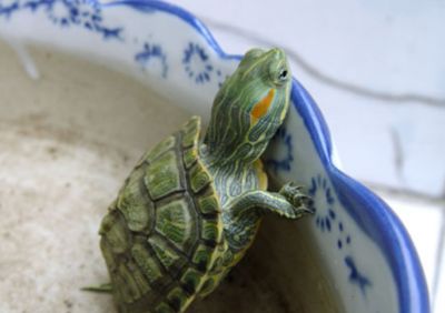 龍魚為什么發(fā)黃了：探秘龍魚體色發(fā)黃，成因、影響與應(yīng)對策略