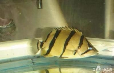 虎魚發黑的解決方法視頻：關于虎魚發黑的一些解決方法