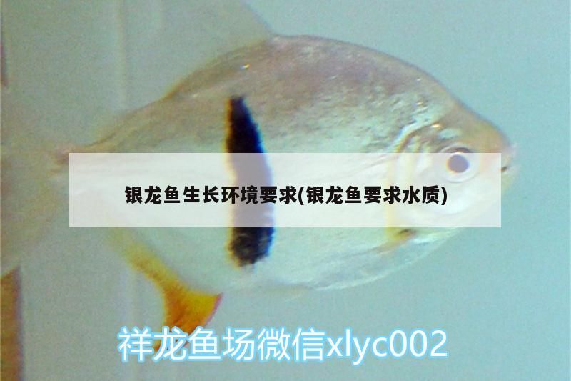 銀龍魚生長環境要求(銀龍魚要求水質)