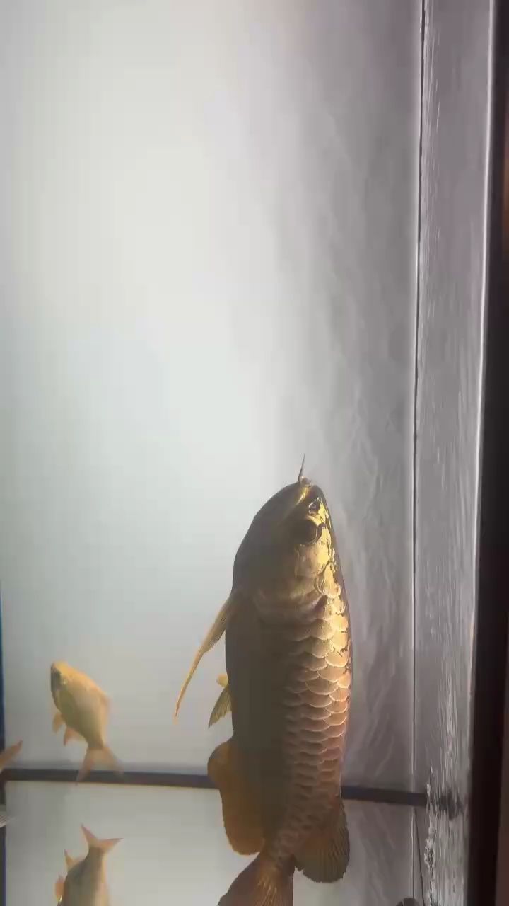 廣河龍魚有哪些品種？（廣河龍魚有哪些獨特特征廣河龍魚有哪些獨特特征）