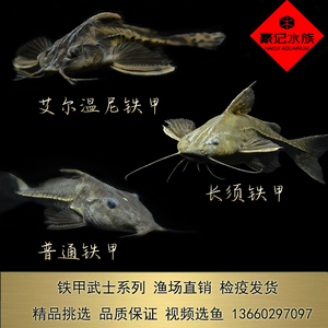 龍魚(yú)尾部發(fā)紅怎么回事：龍魚(yú)尾部發(fā)紅，探尋背后的奧秘與應(yīng)對(duì)之策