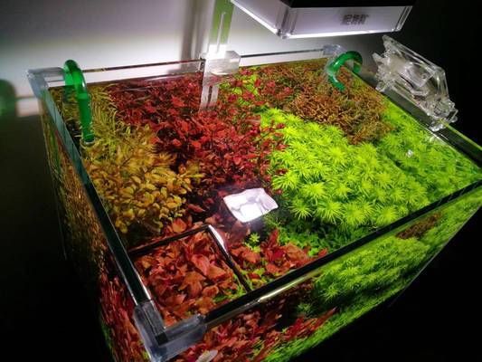 龍魚尾巴下垂什么原因：龍魚尾巴下垂，警號與救贖