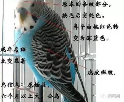 龍魚尾巴上有白點怎么回事兒：龍魚尾巴白點之謎，探尋背后原因與解決之道