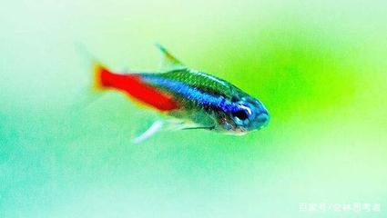 龍魚尾巴紅色疙瘩：龍魚尾巴紅色的奧秘與魅力 龍魚尾巴紅色疙瘩：龍魚尾巴紅色的奧秘與魅力 龍魚百科 第3張