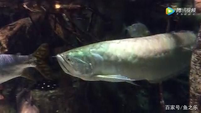 水族館旅游景點（上海水族館科普活動安排,釜山水族館海底隧道體驗）