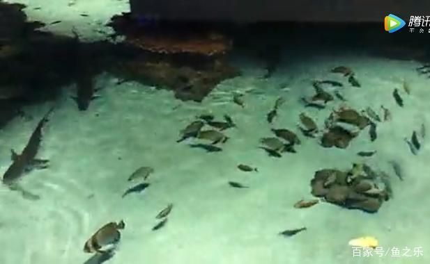水族館旅游景點（上海水族館科普活動安排,釜山水族館海底隧道體驗）