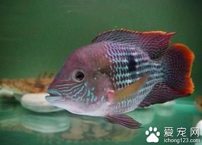 觀賞魚混養(yǎng)最佳搭配（混養(yǎng)的觀賞魚應該如何搭配？） 觀賞魚混養(yǎng)最佳搭配（混養(yǎng)的觀賞魚應該如何搭配？） 速倍妥魚糧魚藥 第4張