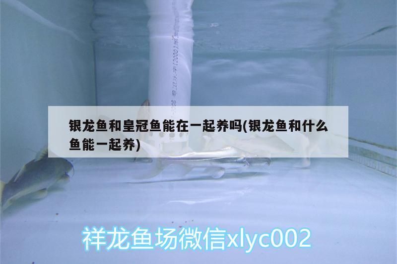 銀龍魚和皇冠魚能在一起養(yǎng)嗎(銀龍魚和什么魚能一起養(yǎng)) 銀龍魚和皇冠魚能在一起養(yǎng)嗎(銀龍魚和什么魚能一起養(yǎng)) 銀龍魚百科