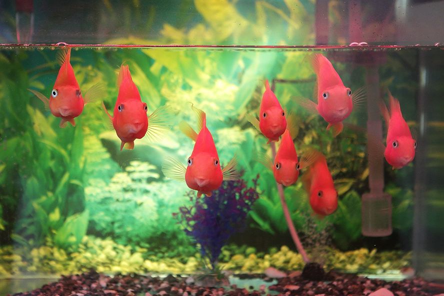 字段2，ai在教育領域的應用
