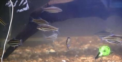 魟魚繁殖組公母比例：關于魟魚繁殖組的公母比例