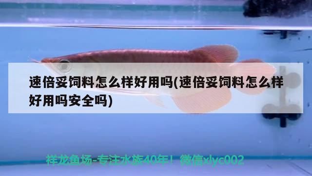 速倍妥飼料怎么樣好用嗎(速倍妥飼料怎么樣好用嗎安全嗎)
