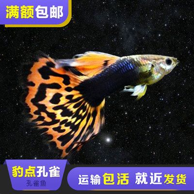 龍魚凸眼治療方法視頻：龍魚凸眼治療方法全解析，守護愛魚的明亮雙眼