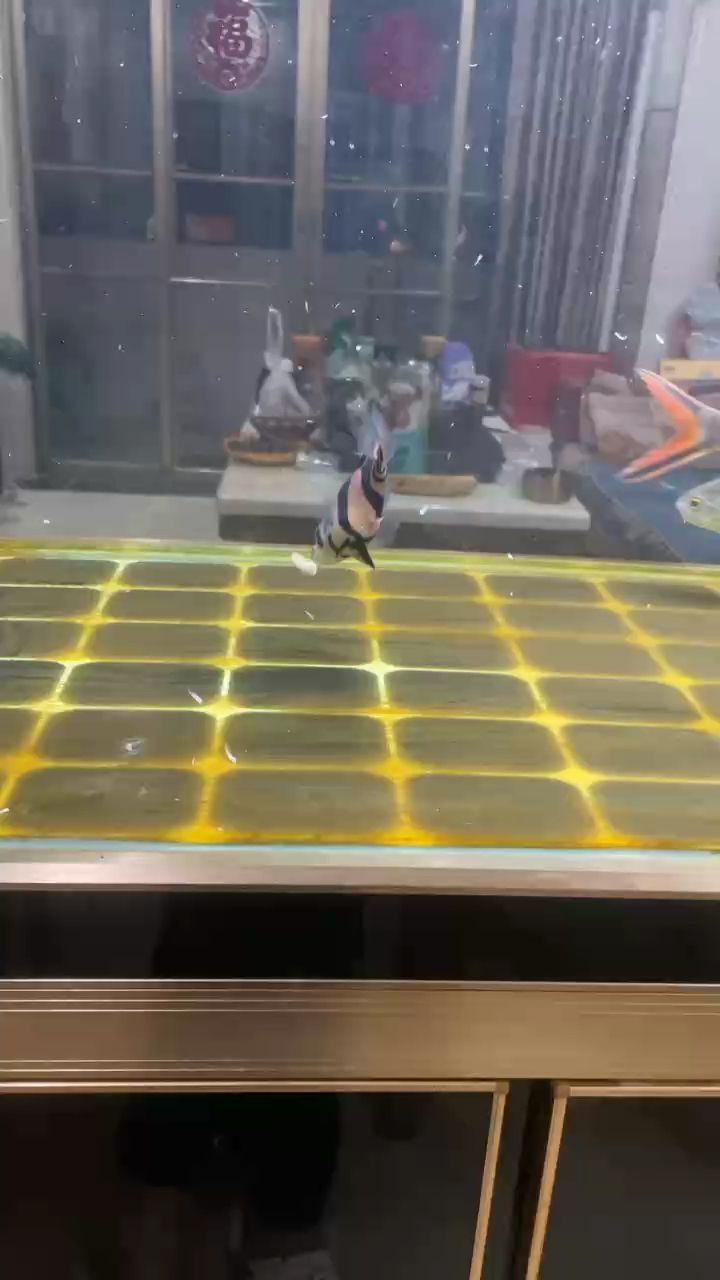 魚缸過濾器選購指南:自制魚缸過濾器魚缸上置過濾器對于養魚愛好者的必備知識 堅持是一種態度 龍魚論壇 堅持是一種態度 堅持是一種態度 龍魚論壇