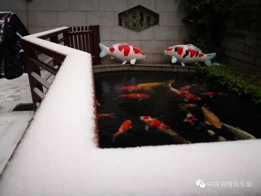 龍魚頭部有白點是什么原因造成的：龍魚頭部白點之謎，探尋背后成因與解決之道