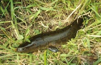 龍魚頭部有白點是什么品種的：龍魚頭部有白點，探尋其背后可能的品種奧秘