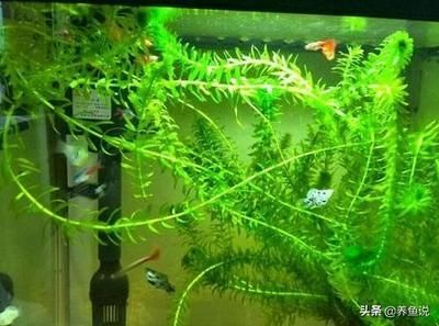 魚缸推薦水草種類，水草養(yǎng)護(hù)技巧有哪些 魚缸推薦水草種類，水草養(yǎng)護(hù)技巧有哪些 魚缸百科 第5張