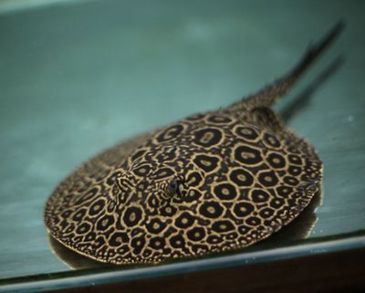 魟魚放沉木：如何在飼養魟魚的水族箱中放沉木