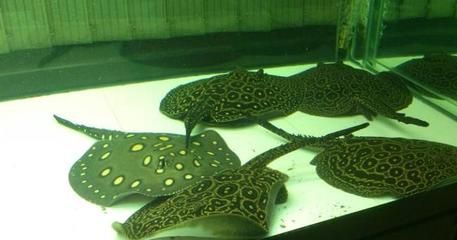 魟魚放沉木：如何在飼養魟魚的水族箱中放沉木