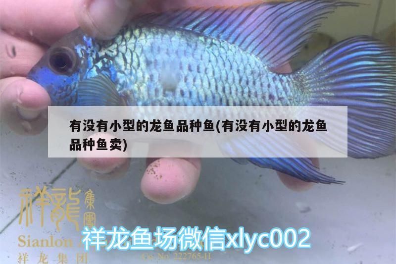 有沒有小型的龍魚品種魚(有沒有小型的龍魚品種魚賣)