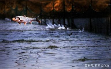 龍魚縮鰭垂尾不游怎么回事：龍魚縮鰭垂尾不游之殤，探尋背后真相與救贖之道